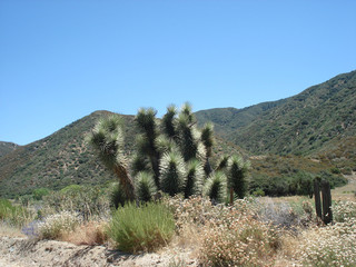 Obraz premium Joshua Tree
