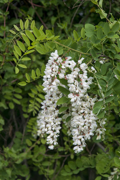 Robinier faux acacia, Robinia pseudoacacia