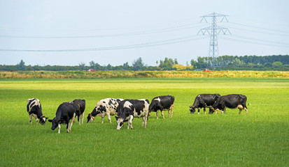 Herd of cows grazing in a meadow in summer