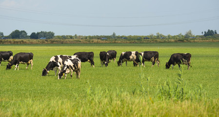 Herd of cows grazing in a meadow in summer