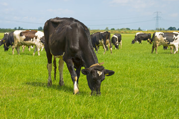 Herd of cows grazing in a meadow in summer