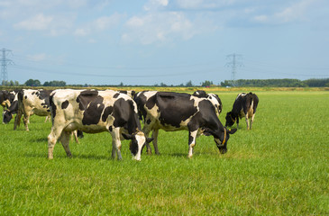 Fototapeta na wymiar Herd of cows grazing in a meadow in summer