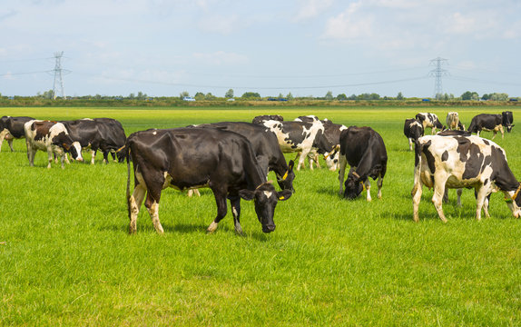 Herd of cows grazing in a meadow in summer