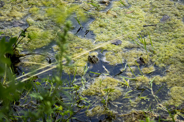 Old pond turned into swamps. Ponds overgrown grass and weeds turned into swamps, despite the fact that the water is clean from underground sources. Fotoshoot held in the summer on a cloudy day
