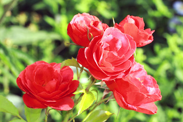 Red roses