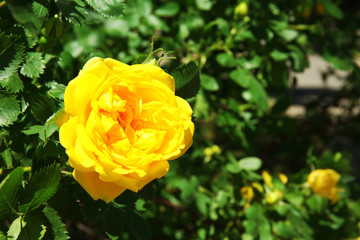 Beautiful yellow rose over green leaves background