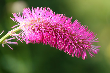 Sanguisorba tenuifolia