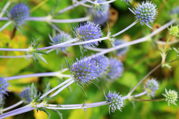 Eryngium planum 