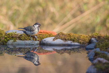 mésange charbonnière