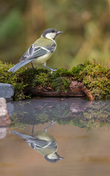 m&eacute;sange charbonni&egrave;re