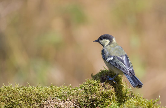 m&eacute;sange charbonni&egrave;re
