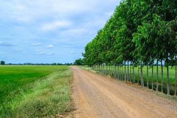 green rice field and laterite