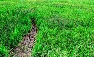 Green rice field and Cracked ground