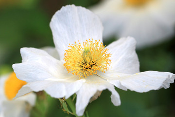 Limnanthes douglasii flower