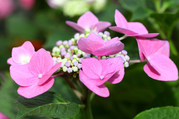 Pink hydrangea