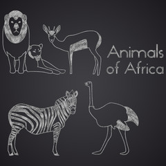 Animals of Africa drawn on chalkboard. Part 2