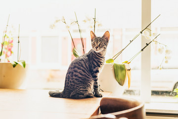 Young tabby cat sitting on a wooden table