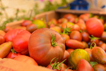 Fresh organic tomatoes on the Grocery