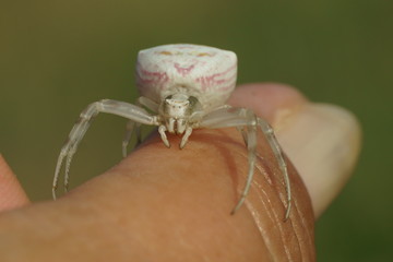Gehöckerte Krabbenspinne