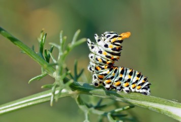 Raupe des Schwalbenschwanz