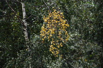 Первая ветка с жёлтыми листьями на фоне зелёной листвы.