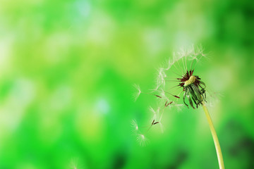 Blown dandelion on green blurred background