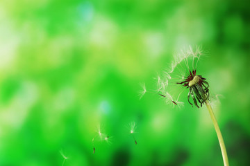 Blown dandelion on green blurred background