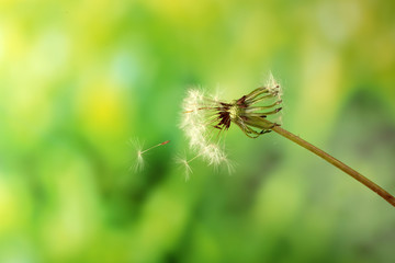 Blown dandelion on green blurred background