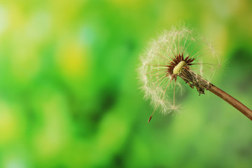 Dandelion on green blurred background