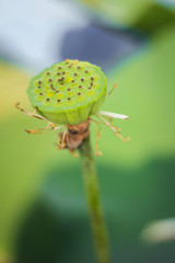 Lotus fruit