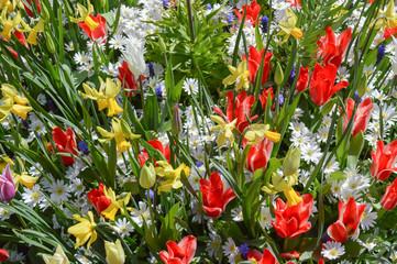 Obraz premium Variety of flowers