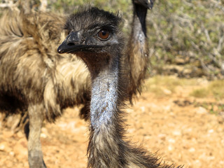 emu, australien