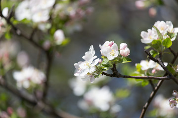 flowers on the fruit tree in nature