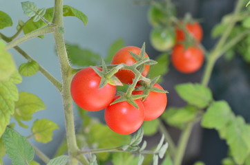 Red cherry tomatoes