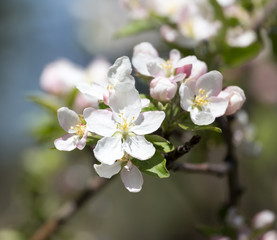 flowers on the fruit tree in nature