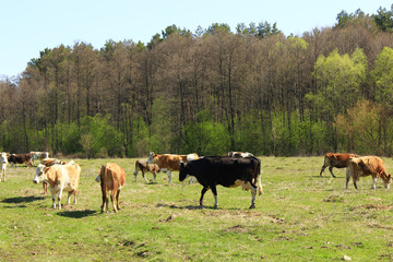 Fototapeta na wymiar cows on the farm pasture
