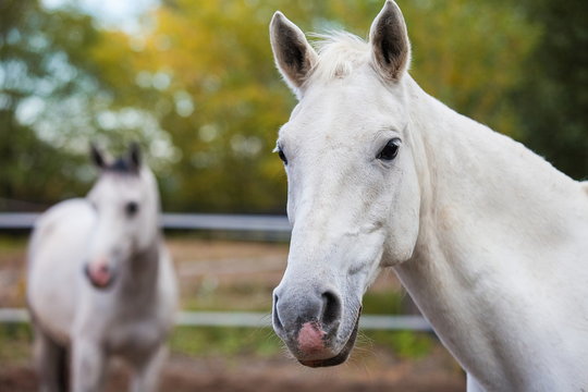Portrait of purebred white horse