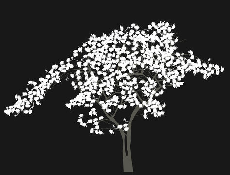 white tree blossom isolated on black