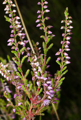 blühende Besenheide