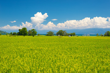 Idyllic asian rice fields landscape