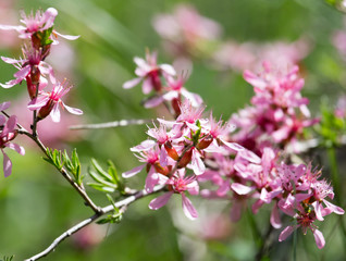 Obraz na płótnie Canvas pink flowers on the branch of a bush