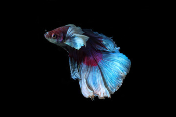 siamese fighting fish, betta splendens isolated on black background