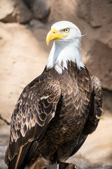 Birds of Prey - Bald Eagle