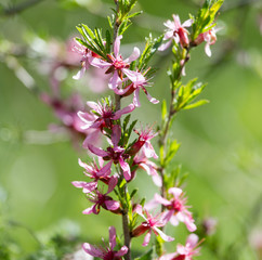 pink flowers on the branch of a bush