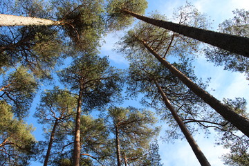 Spring forest