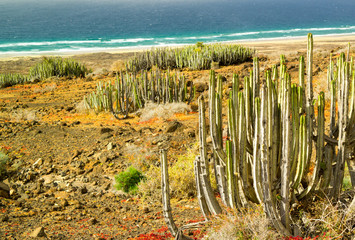 Canary Island spurge (Euphorbia canariensis) nearby Cofete, Fuerteventura
