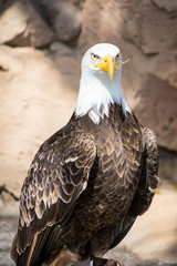 Birds of Prey - Bald Eagle
