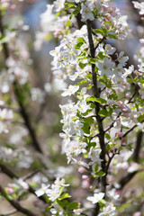 flowers on the fruit tree in nature