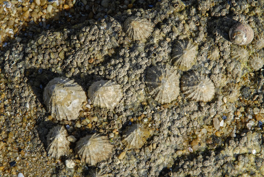 Patelle commune, Patella vulgata
