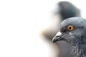 Taube im Profil, eine zweite schemenhaft im Hintergrund